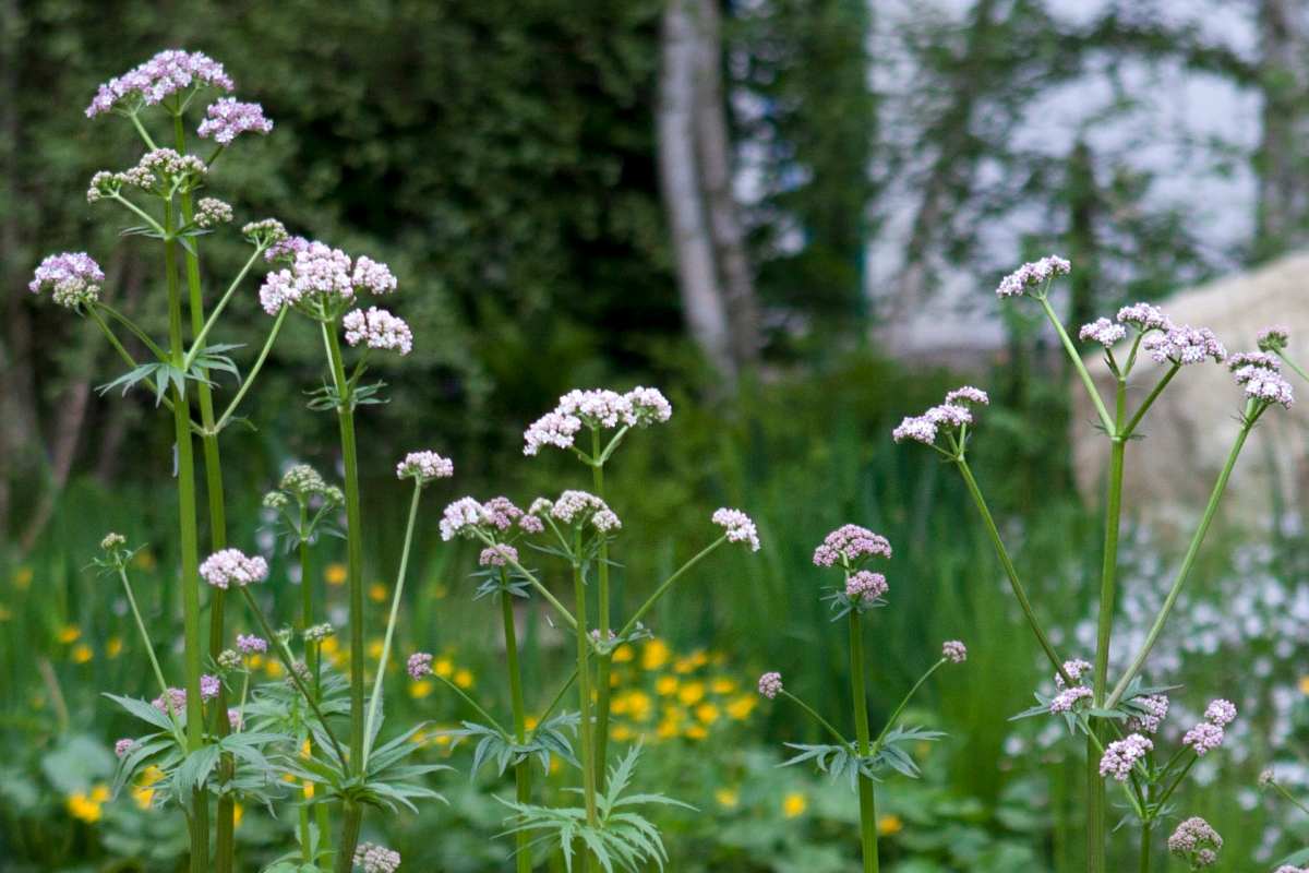 Kozlík lékařský nebo-li Valeriana a její výhody a účinky 
